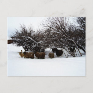 Gathering the Flock In the Snow Postcard