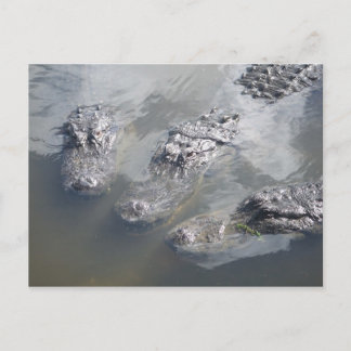 GATOR GREETINGS POSTCARD