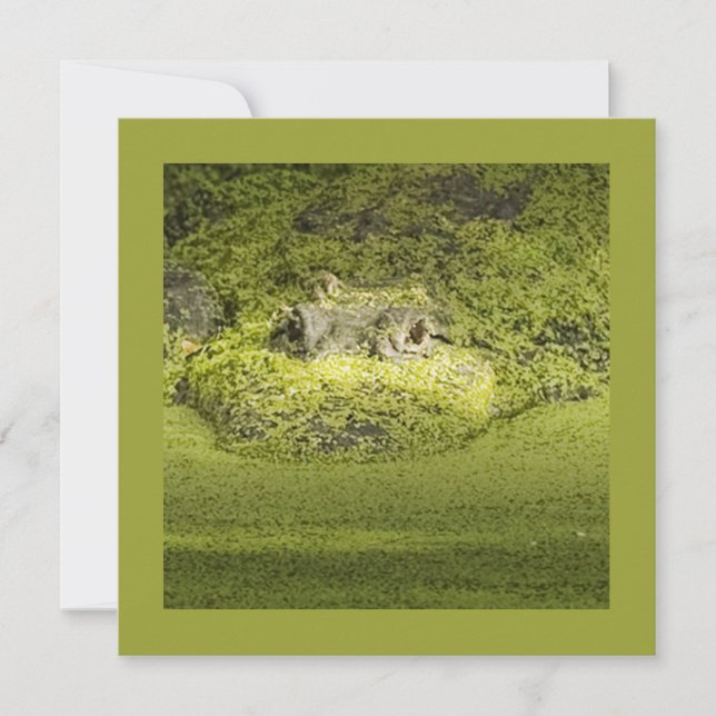 Gator Lurking in Duckweed Nature Photography Invitation (Front)