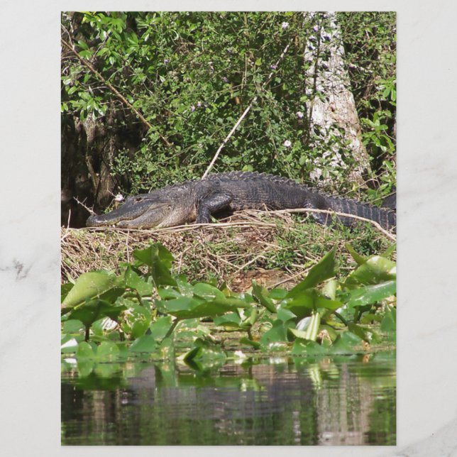 Gator luv zoom pic (Front)