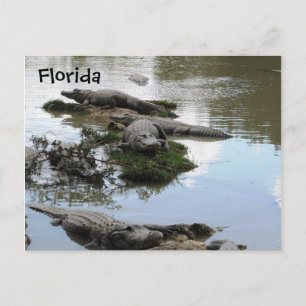 Gator Pond Postcard