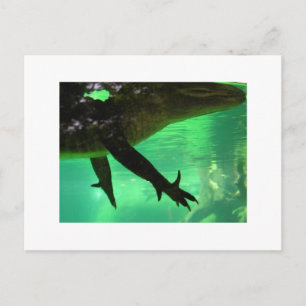 Gator Postcard