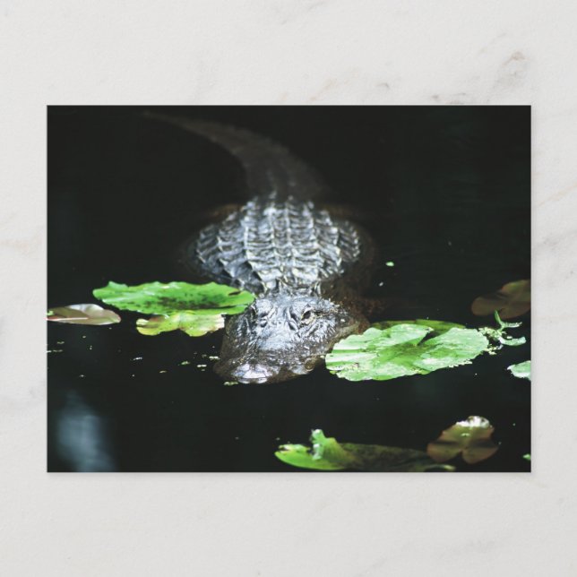 Gator Postcard (Front)