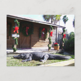 Gator Postcard