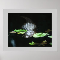 Gator