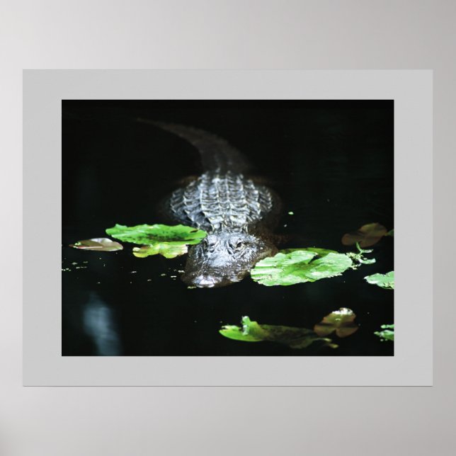 Gator Poster (Front)