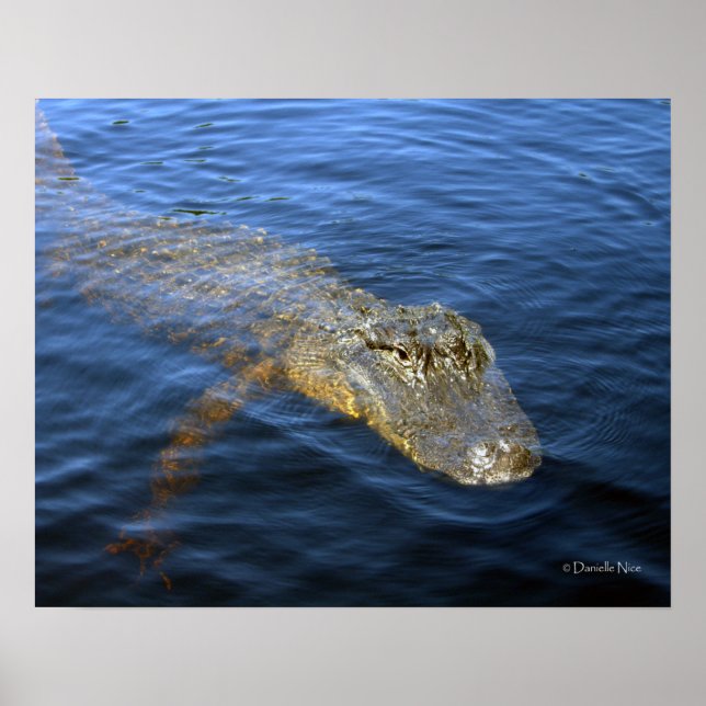 Gator Poster (Front)