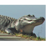 Gator Standing Photo Sculpture<br><div class="desc">See a gator upclose on your desktop with this photo sculpture! Or give as gift! This Florida gator was photographed sunning itself beside the Hillsborough River near Tampa,  Florida.</div>