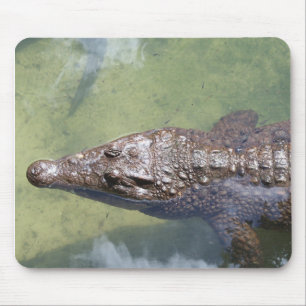 gator swimming mouse mat