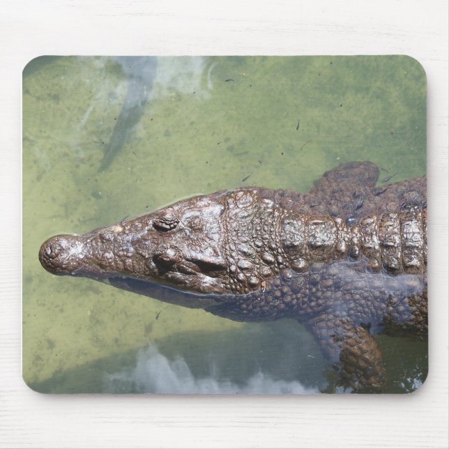 gator swimming mouse mat (Front)