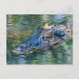 Gator with a crown postcard