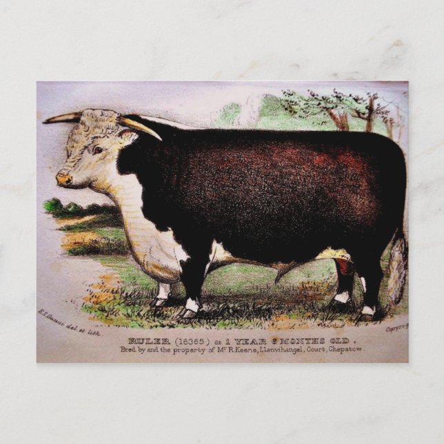 Gauci Hereford Cattle Postcard (Front)