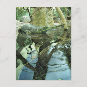 Gavialis gangeticus in zoo pond postcard