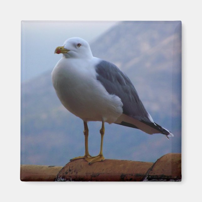 Gaviota Wall Inn Magnet (Front)