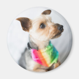Gay Pride Rainbow Dog Yorkshire Terrier Magnet