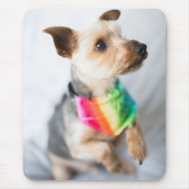 Gay Pride Rainbow Dog | Yorkshire Terrier Mouse Mat (Front)