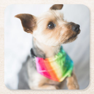 Gay Pride Rainbow Dog   Yorkshire Terrier Square Paper Coaster
