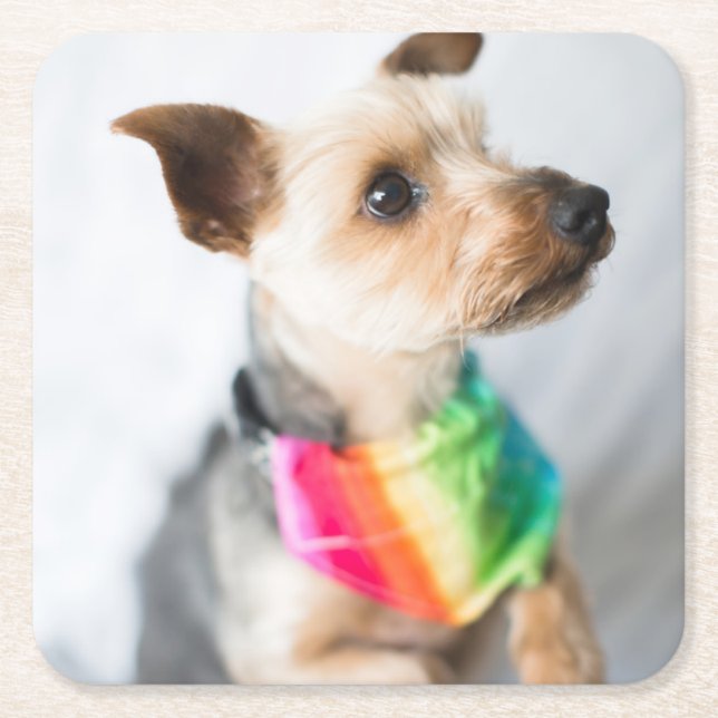 Gay Pride Rainbow Dog | Yorkshire Terrier Square Paper Coaster (Front)