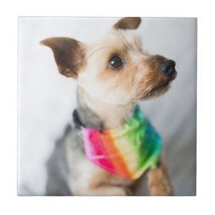 Gay Pride Rainbow Dog   Yorkshire Terrier Tile