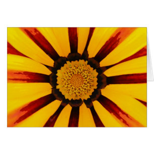 Gazania