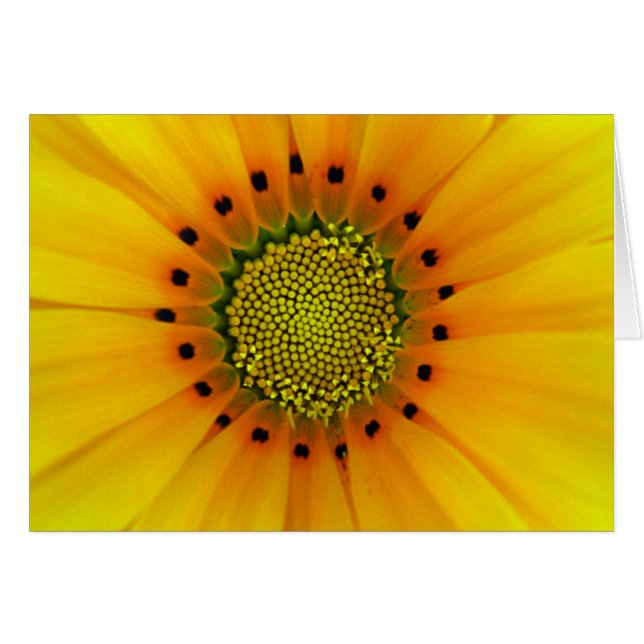 Gazania (Front Horizontal)