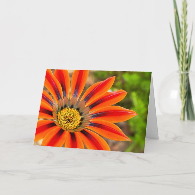 Gazania Card (Front)