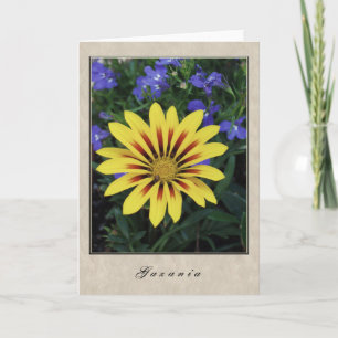 Gazania - Floral Series Card