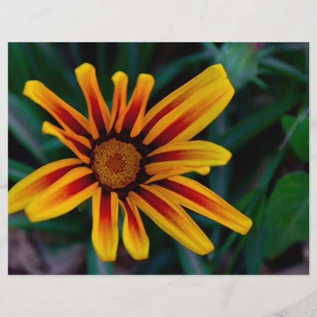Gazania flower (Front)