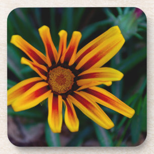 Gazania flower coaster
