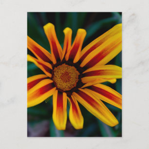 Gazania flower postcard