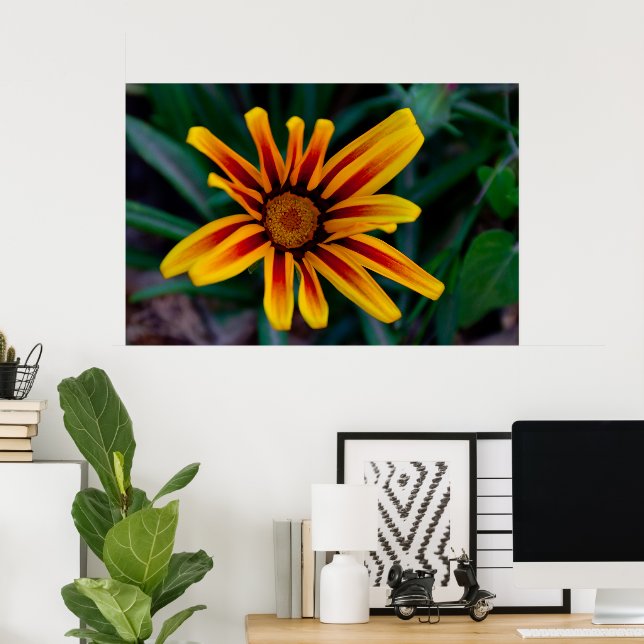 Gazania flower poster (Home Office)