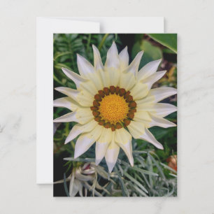 Gazania Flower Yellow White Postcard