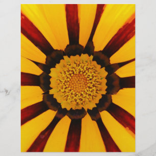GAZANIA FLYER