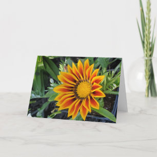 Gazania greeting card