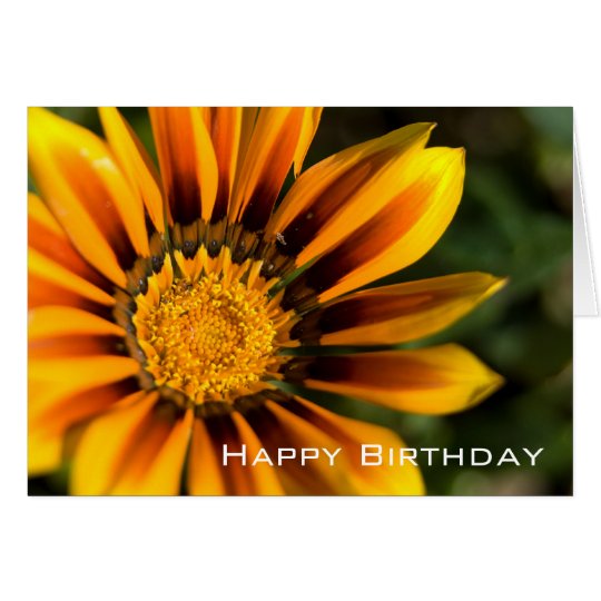 Gazania | Happy Birthday Card