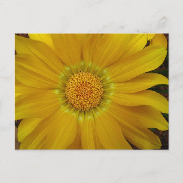 Gazania Postcard (Front)