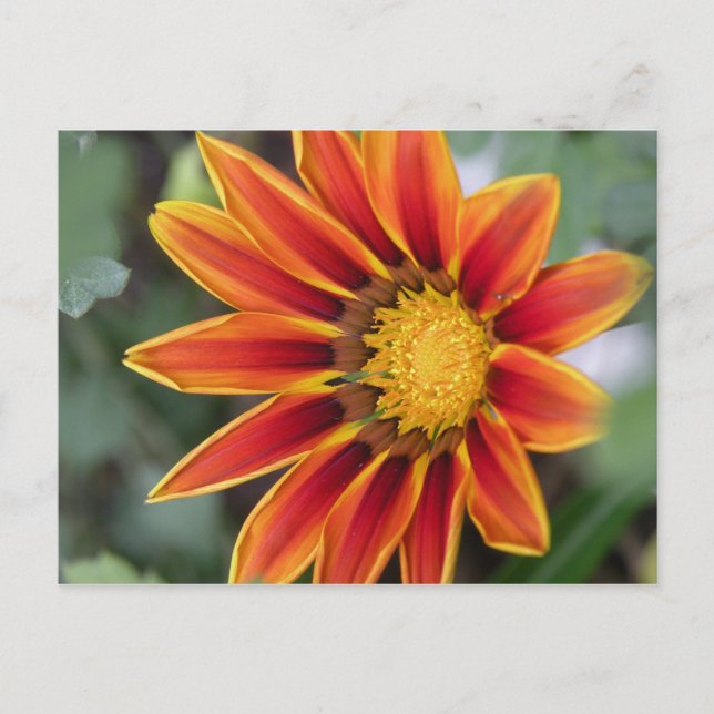 Gazania Postcard (Front)