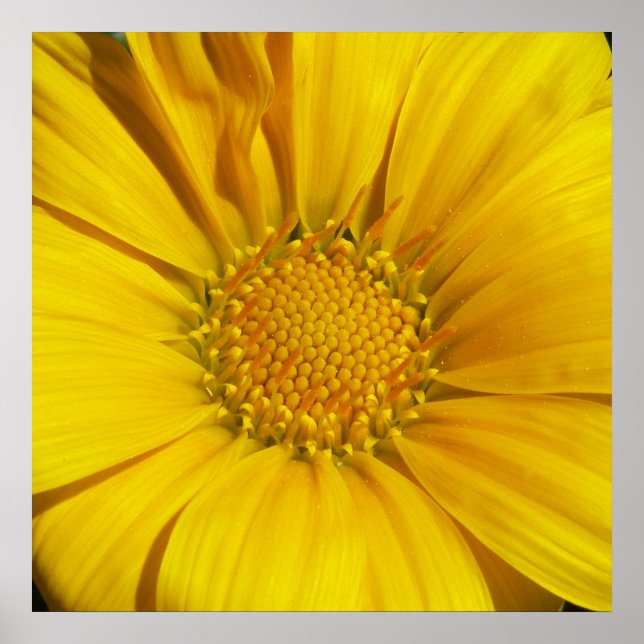 Gazania Poster (Front)