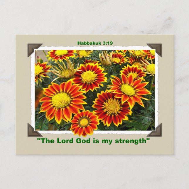 GAZANIAS  Postcard (Front)