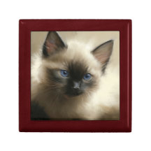 Gaze Of Innocence Siamese Kitten Portrait