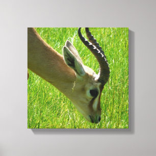 Gazelle Grazing Canvas print