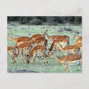 gazelle herd postcard