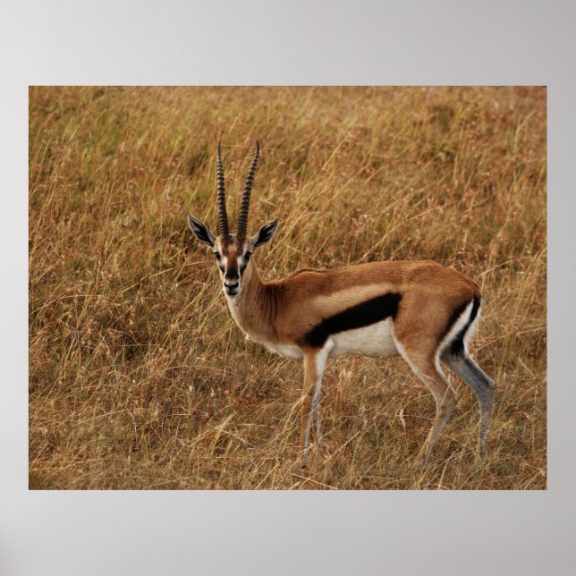 Gazelle Horn with Poster (Front)