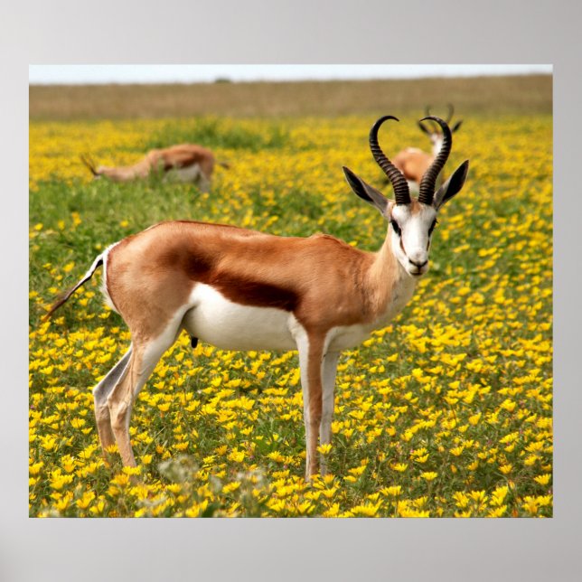 Gazelle in meadow poster (Front)