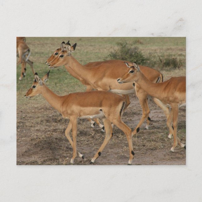 gazelle mara postcard (Front)