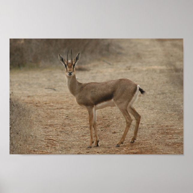 Gazelle Poster (Front)