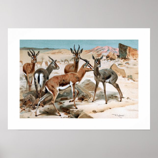 Gazelle Poster (Front)