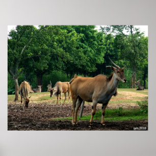 gazelle poster