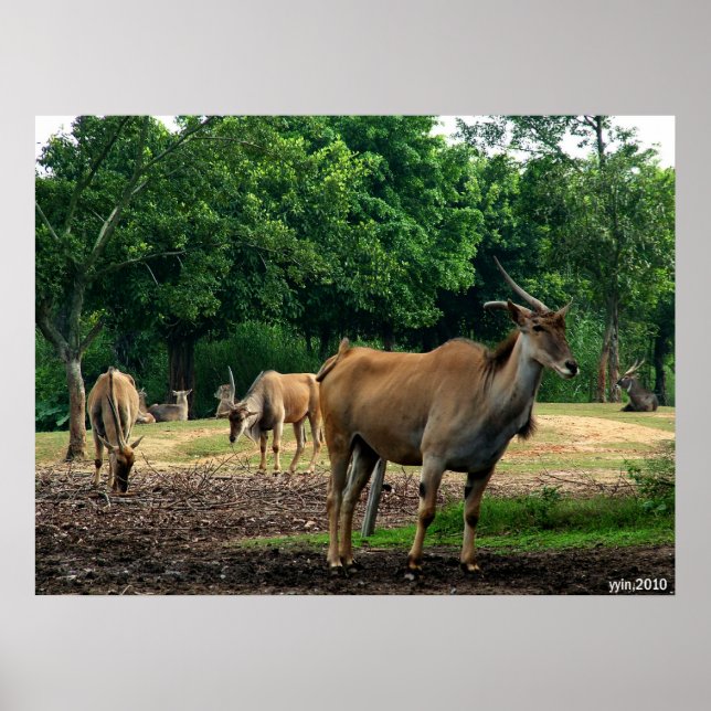 gazelle poster (Front)