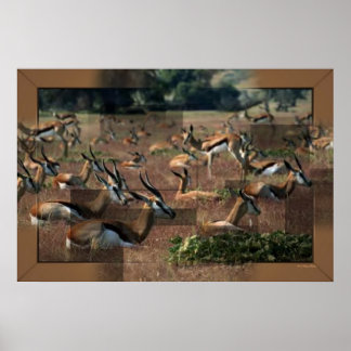 Gazelle Print